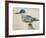 Bird, Close to the Jay of France, Near the Strait of Magellan-null-Framed Giclee Print