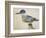 Bird, Close to the Jay of France, Near the Strait of Magellan-null-Framed Giclee Print