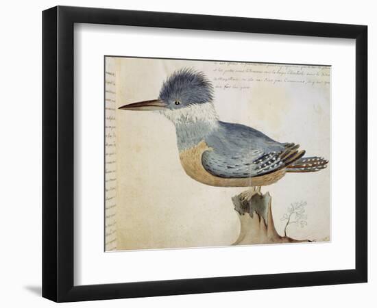 Bird, Close to the Jay of France, Near the Strait of Magellan-null-Framed Giclee Print