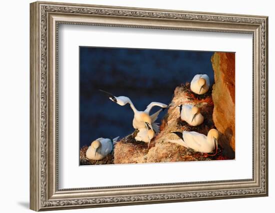 Bird Colony. Mating of Northern Gannet. Coupling of Sea Birds on the Coast Rock. Beautiful Birds In-Ondrej Prosicky-Framed Photographic Print