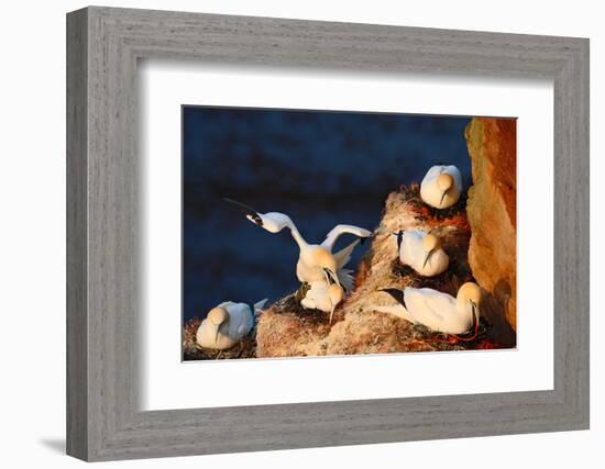 Bird Colony. Mating of Northern Gannet. Coupling of Sea Birds on the Coast Rock. Beautiful Birds In-Ondrej Prosicky-Framed Photographic Print