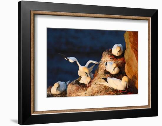 Bird Colony. Mating of Northern Gannet. Coupling of Sea Birds on the Coast Rock. Beautiful Birds In-Ondrej Prosicky-Framed Photographic Print