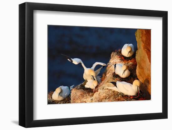 Bird Colony. Mating of Northern Gannet. Coupling of Sea Birds on the Coast Rock. Beautiful Birds In-Ondrej Prosicky-Framed Photographic Print