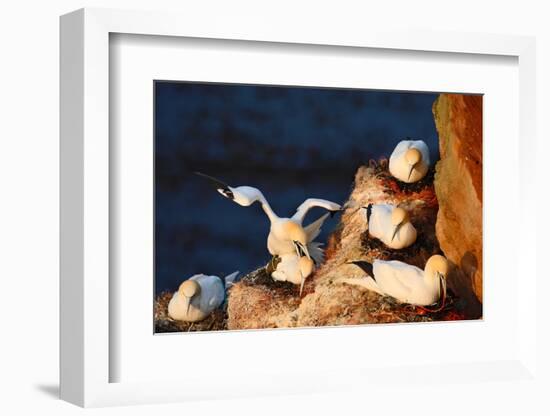 Bird Colony. Mating of Northern Gannet. Coupling of Sea Birds on the Coast Rock. Beautiful Birds In-Ondrej Prosicky-Framed Photographic Print