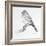 Bird Drawing I-Lanie Loreth-Framed Art Print