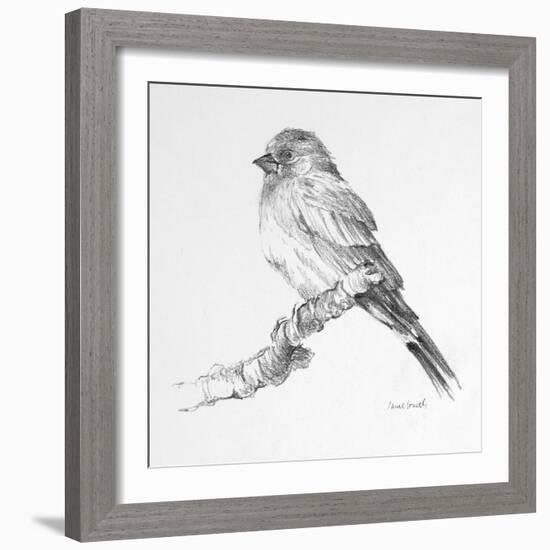 Bird Drawing I-Lanie Loreth-Framed Art Print