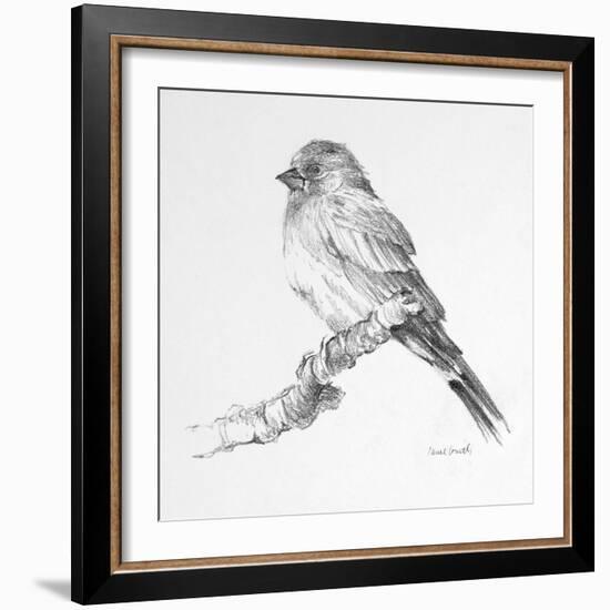 Bird Drawing I-Lanie Loreth-Framed Art Print