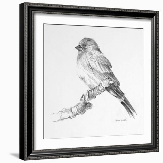 Bird Drawing I-Lanie Loreth-Framed Art Print