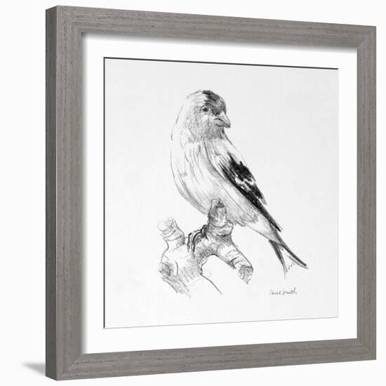 Bird Drawing II-Lanie Loreth-Framed Art Print