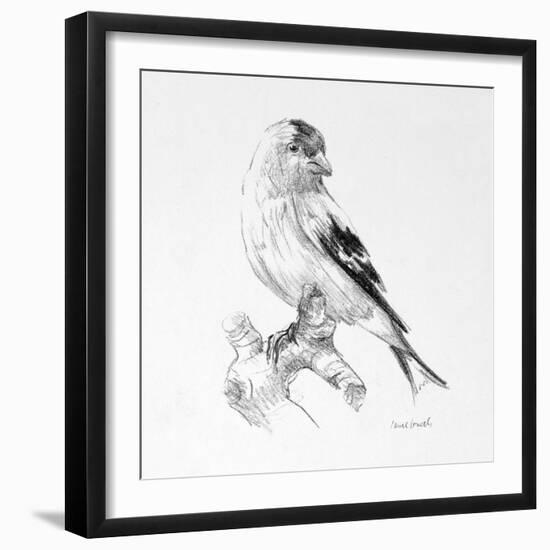 Bird Drawing II-Lanie Loreth-Framed Art Print