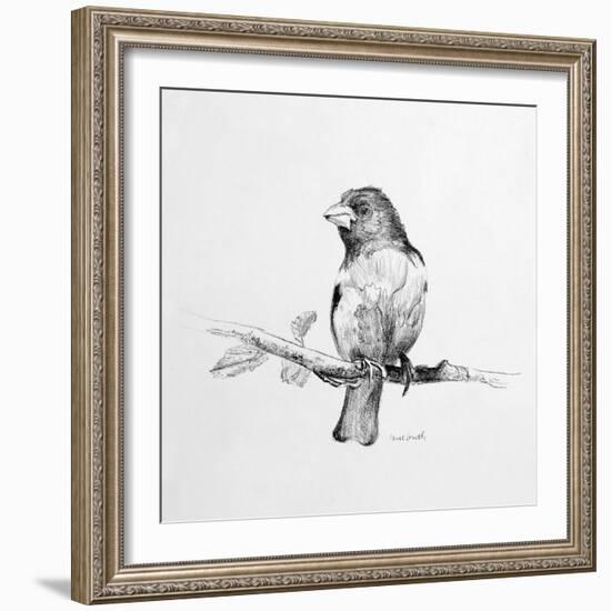 Bird Drawing IV-Lanie Loreth-Framed Art Print