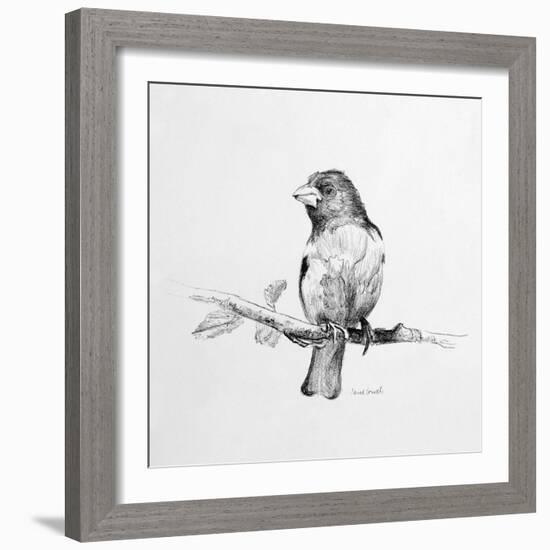 Bird Drawing IV-Lanie Loreth-Framed Art Print