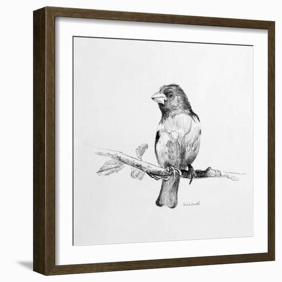 Bird Drawing IV-Lanie Loreth-Framed Art Print