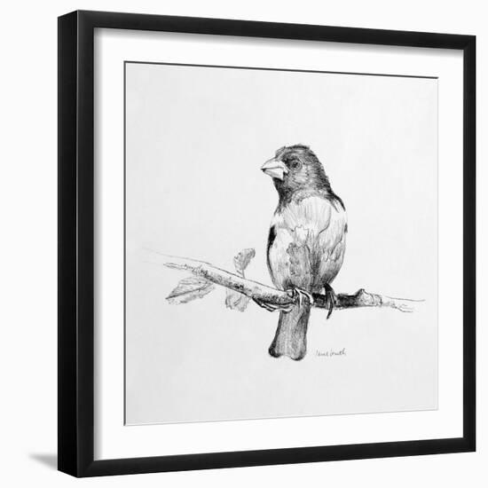 Bird Drawing IV-Lanie Loreth-Framed Art Print