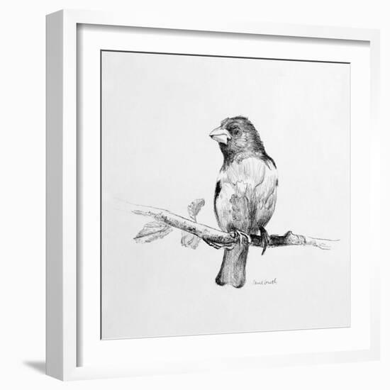 Bird Drawing IV-Lanie Loreth-Framed Art Print