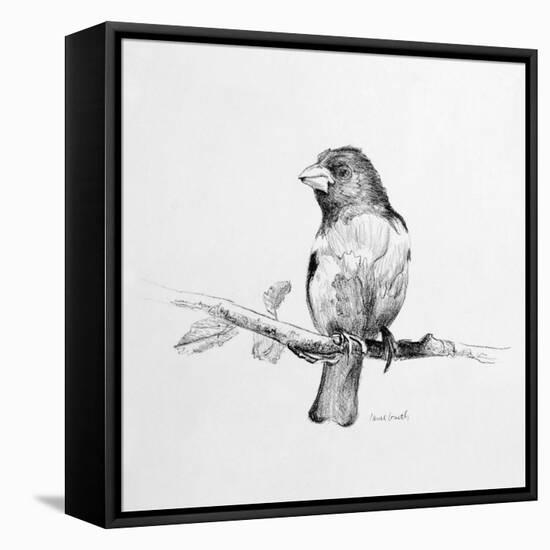 Bird Drawing IV-Lanie Loreth-Framed Stretched Canvas