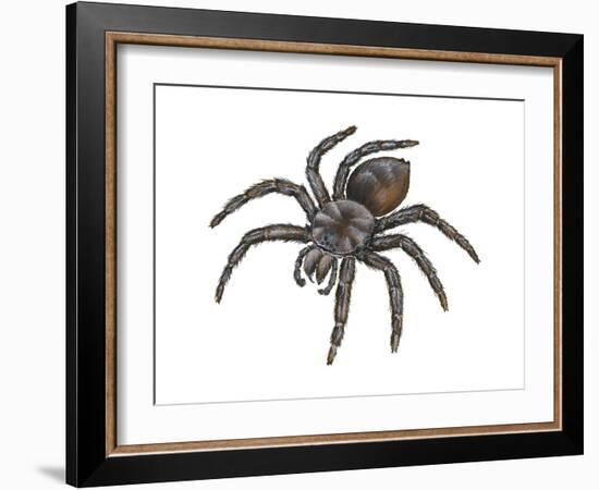 Bird-Eating Spider (Theraphosa), Arachnids-Encyclopaedia Britannica-Framed Art Print