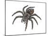 Bird-Eating Spider (Theraphosa), Arachnids-Encyclopaedia Britannica-Mounted Art Print