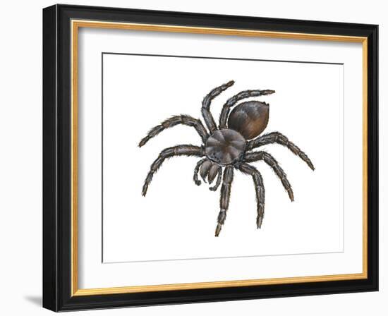 Bird-Eating Spider (Theraphosa), Arachnids-Encyclopaedia Britannica-Framed Art Print