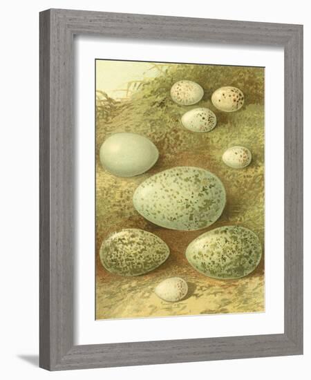 Bird Egg Collection II-Vision Studio-Framed Art Print