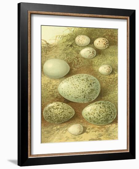 Bird Egg Collection II-Vision Studio-Framed Art Print