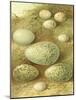 Bird Egg Collection II-Vision Studio-Mounted Art Print