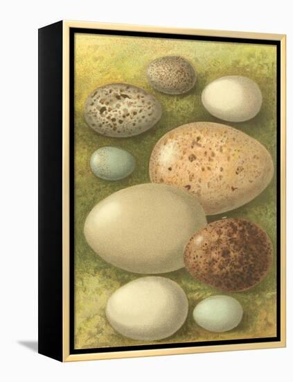 Bird Egg Collection IV-Vision Studio-Framed Stretched Canvas