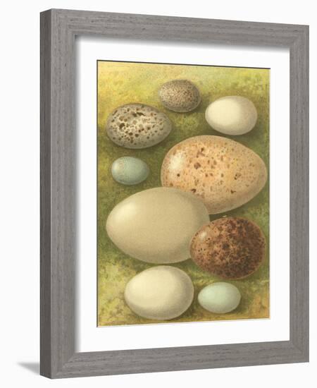 Bird Egg Collection IV-Vision Studio-Framed Art Print