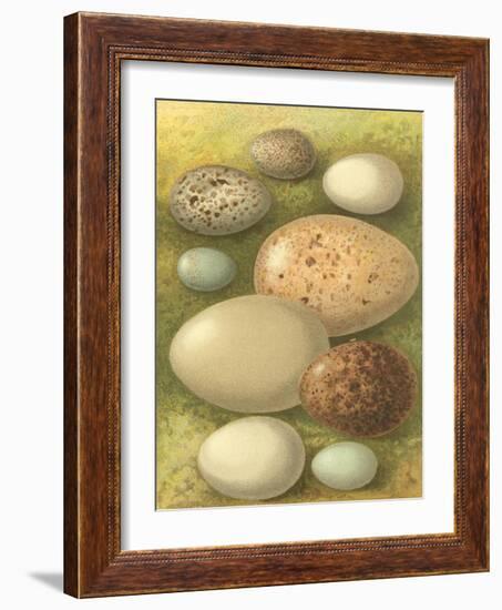 Bird Egg Collection IV-Vision Studio-Framed Art Print