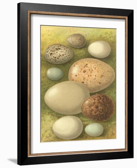 Bird Egg Collection IV-Vision Studio-Framed Art Print