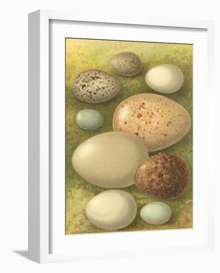 Bird Egg Collection IV-Vision Studio-Framed Art Print