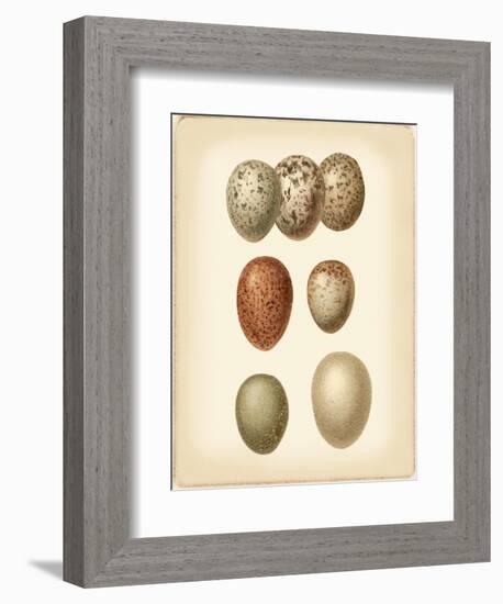 Bird Egg Study I-Vision Studio-Framed Premium Giclee Print