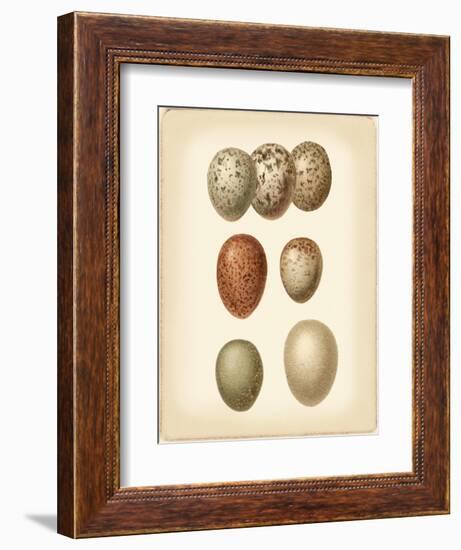 Bird Egg Study I-Vision Studio-Framed Premium Giclee Print