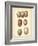 Bird Egg Study I-Vision Studio-Framed Art Print