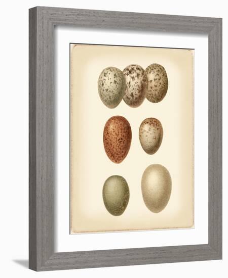 Bird Egg Study I-Vision Studio-Framed Art Print