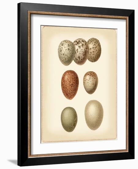 Bird Egg Study I-Vision Studio-Framed Art Print