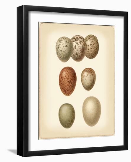 Bird Egg Study I-Vision Studio-Framed Art Print