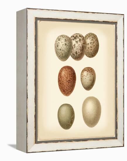 Bird Egg Study I-Vision Studio-Framed Stretched Canvas