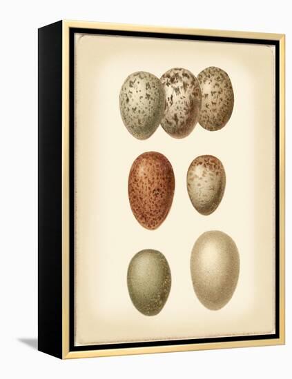 Bird Egg Study I-Vision Studio-Framed Stretched Canvas