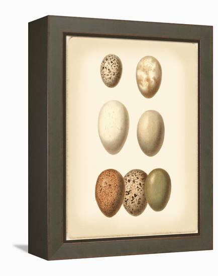 Bird Egg Study II-Vision Studio-Framed Stretched Canvas