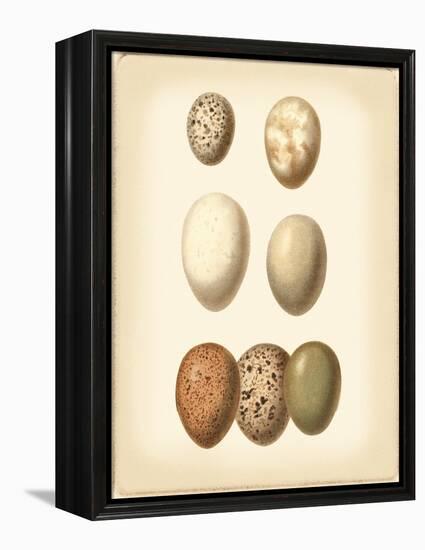 Bird Egg Study II-Vision Studio-Framed Stretched Canvas