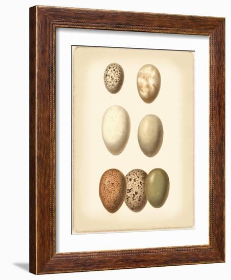 Bird Egg Study II-Vision Studio-Framed Art Print