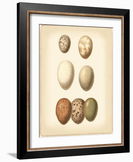 Bird Egg Study II-Vision Studio-Framed Art Print