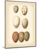 Bird Egg Study II-Vision Studio-Mounted Art Print