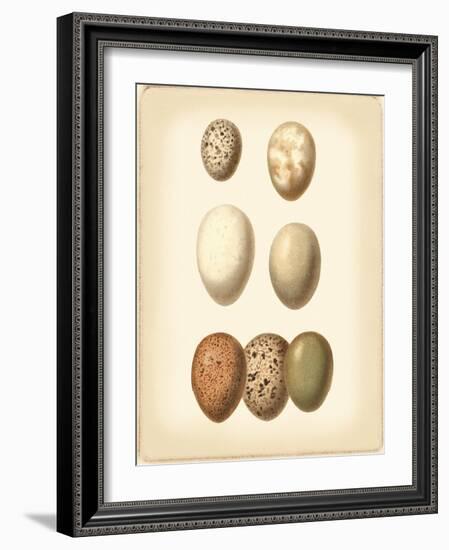 Bird Egg Study II-Vision Studio-Framed Art Print