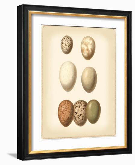 Bird Egg Study II-Vision Studio-Framed Art Print