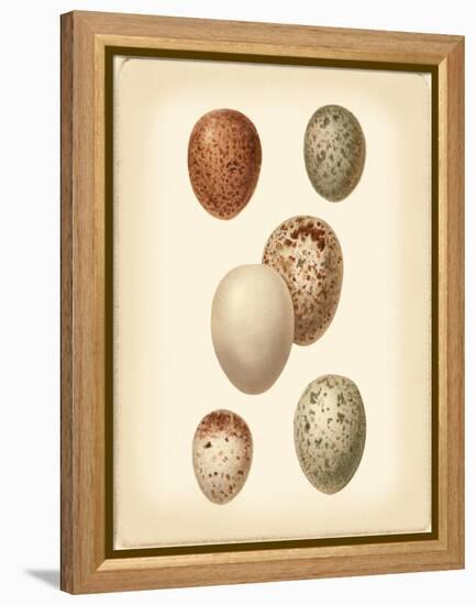 Bird Egg Study III-Vision Studio-Framed Stretched Canvas