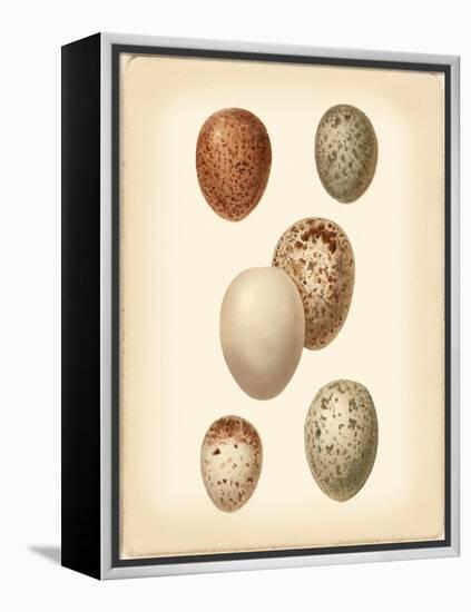 Bird Egg Study III-Vision Studio-Framed Stretched Canvas