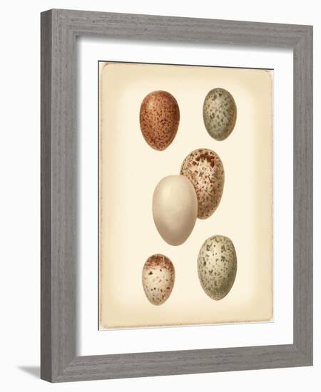 Bird Egg Study III-Vision Studio-Framed Art Print