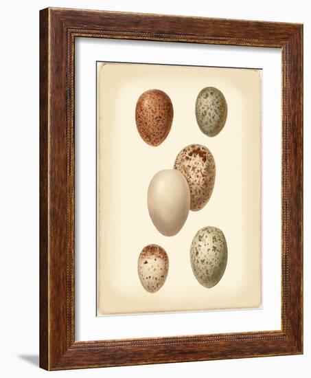 Bird Egg Study III-Vision Studio-Framed Art Print